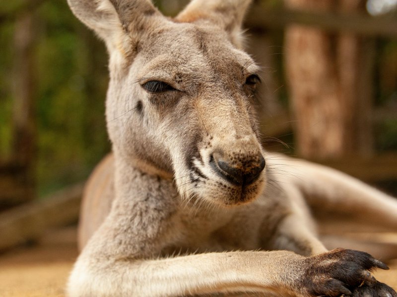 Een illustratie van een kangoeroe. Het gaat niet om de 'Skippy' uit Deurne. (Foto: Pexels)