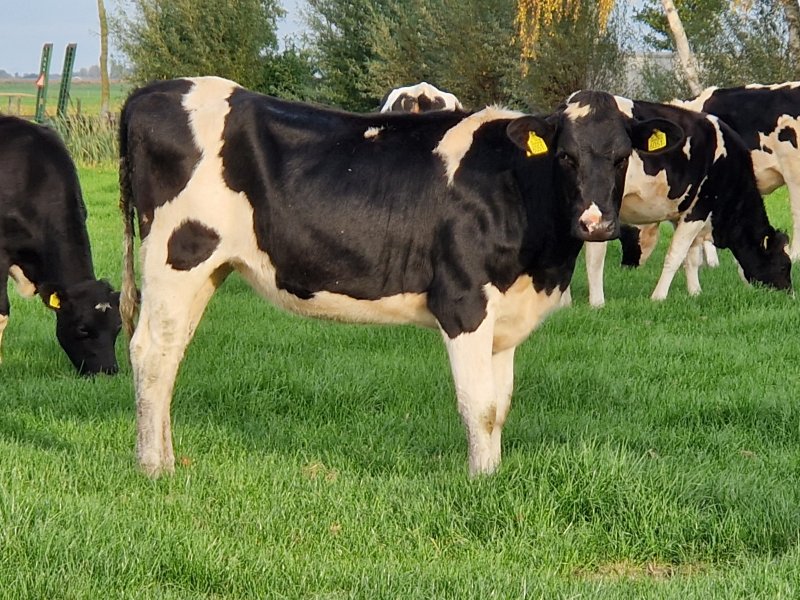 ProRail controleert ook over de hekwerken van boeren, om vee van het spoor te houden. (Foto: Clayweb / Treinenweb)